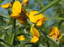 Image result for Crotalaria