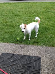 So Cute Long Haired Jack Russell Or Powder Puff Chinese Crested Jack Russell Chinese Crested Jack Russell Terrier