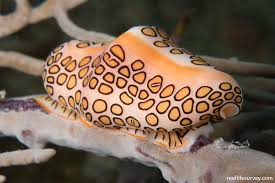 Image result for Elaphoglossum tanganjicense