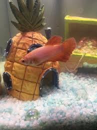 I hadn't fed hazel (my female veiltail betta) in a couple of weeks (mostly she hasn't been eating because we only had flakes). Does My Betta Look Overfed I Have Been Feeding Her The Recommended What Your Betta Can Eat In 3 Minutes However I Am Afraid That It S Too Much For Her Bettafish