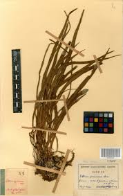 Image result for Vittaria guineensis