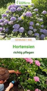 Damit sich die hortensienblüten attraktiv arrangieren lassen, sollten sie diese mit einem zwanzig zentimeter langen stil abschneiden. Pin Auf Hortensien