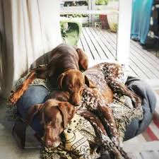 Five beautiful male german wirehair pointer puppies nine weeks old line bred on the drathaar bloodline. Nz German Shorthaired Pointer Rescue Charitable Trust Also Gsp Rescue Home Facebook