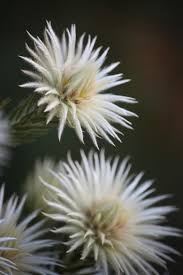 Image result for Phylica