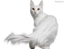 The turkish angora is a highly active cat that wants to interact with their companions. The Turkish Angora