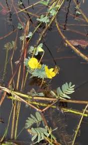 Image result for Aeschynomene fluitans