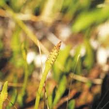 Image result for Ophioglossum thomasii