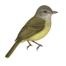 Image result for Geigeria engleriana