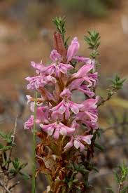 Image result for Satyrium coriophoroides