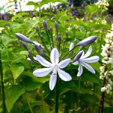 Image result for Alliaceae