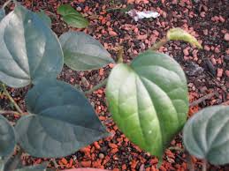 Image result for Piperaceae