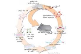 Reprogrammed Adult Cells Treat Sickle Cell Anemia In Mice Whitehead Institute