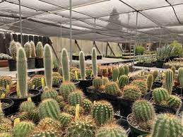 We make special arrangements of mini cactus and succulents in elegant ceramic or natural pottery. Poot S Cactus Nursery 380 Photos 78 Reviews Nurseries Gardening 17229 E State Hwy 120 Ripon Ca United States Phone Number Yelp