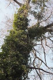 Near the twin lakes preserve, residents of bellmore appreciate the outdoorsy feel of this city. Meroke Preserve Bellmore Ny Patch