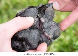 Check spelling or type a new query. Underside Red Swollen Canine Paw Canine Stock Photo Edit Now 1361524256