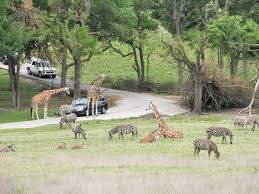 Come stay among the animals and enjoy some of the best views found along the northern edge of the hill country. Why Fossil Rim Wildlife Center Should Be On Your Summer Must Do List Metroplex Social