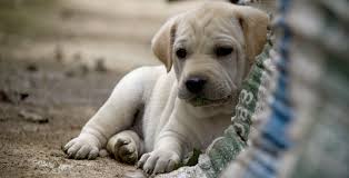 Anuncios con fotos de rottweilers. Perros En Adopcion Gratis Shefalitayal