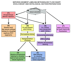 flowchart map indicating the relationship between the