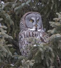 One night the triplets and their dad were at my house and we needed a movie to watch. The Owls Of Harry Potter Laura Erickson S For The Birds