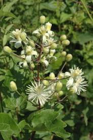 Clematis vitalba, is nutrient dense herb beneficial for syphilis, gout, malaria, dysentery, rheumatism old man's beard. Clematis Vitalba L