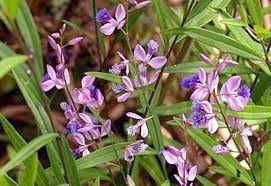 Image result for Polygala transvaalensis