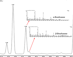 Image result for Garcinia huillensis