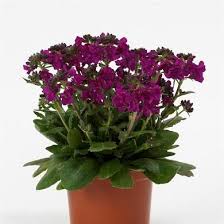 Image result for Arabis