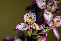 Image result for Disa ochrostachya