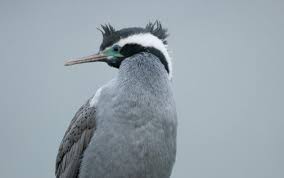 Home Page New Zealand Birds Online Birds Online Beautiful Birds New Zealand
