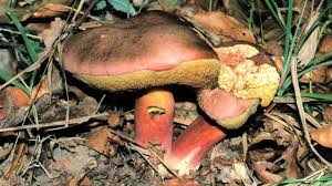 Image result for Boletus speciosus