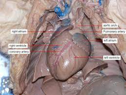 Reading Fetal Pig Dissection Biology Libretexts