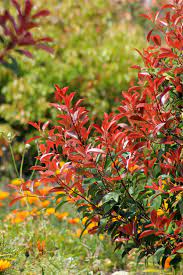 Leider weiß ich nicht so richtig um was für eine sorte es sich handelt. Kostenlose Foto Baum Natur Ast Wachstum Blatt Blume Immergrun Herbst Botanik Garten Flora Jahreszeit Pflanzen Wildblume Blumen Strauch Abscheulich Eberesche Rote Blatter Grune Blatter Bluhende Pflanze Holzige Pflanze Landanlage