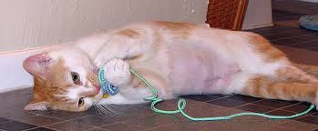 Only a doctor can tell if symptoms are caused by cancer or some other problem. 7 Things You Need To Know About Breast Cancer In Cats Catster