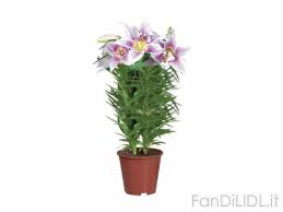 Découvrez les promotions de la semaine et offres exclusives. Fiori Lidl Volantinolidl It Le Ultime Offerte Lidl