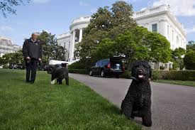 While lavender smells great to humans, dogs don't enjoy the scent and will usually avoid it. Tips To Help Your Lawn Survive Your Dogs Wtop