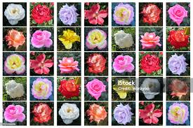 Image result for Rosa sp.