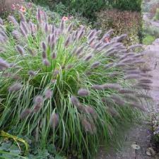 I have clumps of it, for about 20 years. Moudry Black Fountain Grass Pennisetum 1 Gallon Ornamental Grass Perennial Perennial Grasses Gardener Direct