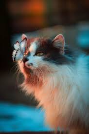 Cat Wallpapers Free Hd Download 500 Hq Unsplash