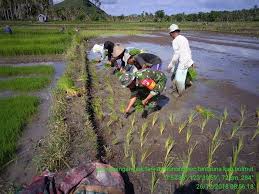 Pemilihan jenis atau varietas menanam padi memang menjadi hal yang penting untuk dulur petani padi yang akan memulai masa tanam kembali. Gambar Petani Menanam Padi Di Sawah