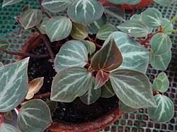 Image result for Peperomia fernandopoiana
