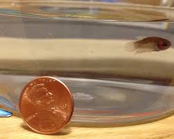 Omfg This Baby Betta So Tiny And Cute Betta Care Petco