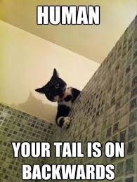 Funny Cat Shower Human Backwards Tail Joke Picture Meme Funny Cat Pictures Funny Animal Pictures Funny Animals