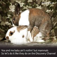Do It Like We Do It On The Discovery Channel Daily Shame Like They Do On The Discovery Channel Cute Animals Animals Mammals