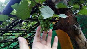 Maybe you would like to learn more about one of these? Supaya Anggur Cepat Berbuah Dan Buahnya Banyak Halaman 1 Kompasiana Com