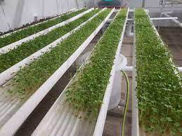 Growing Microgreens Nfthydroclient Microgreens Vertical Farming Vertical Garden