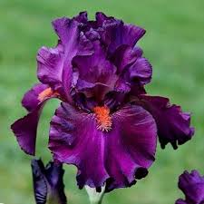 Download and use 90,000+ flower garden stock photos for free. Very Very Good Iris Trailsendirisgardens Iris Garden Iris Flowers Organic Gardening Pest Control