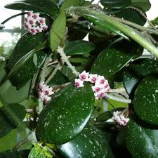 Image result for Microcoelia obovata