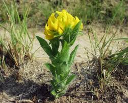 Image result for Lotononis laxa