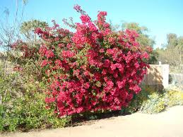 Image result for Bougainvillea sp. cultivar
