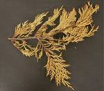 Image result for kabatina thujae